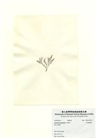藏品(傘房龍鬚菜)的圖片